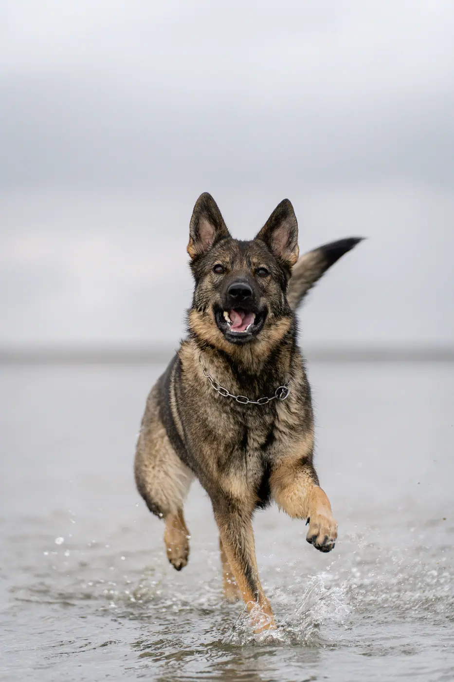 Hundefotografie von Timm Rehmert