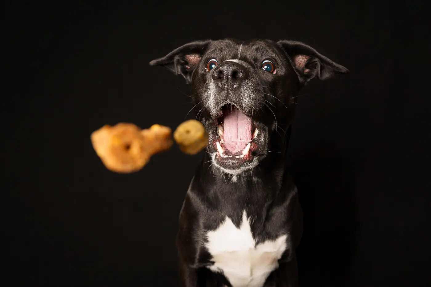 Hundefotografie von Timm Rehmert