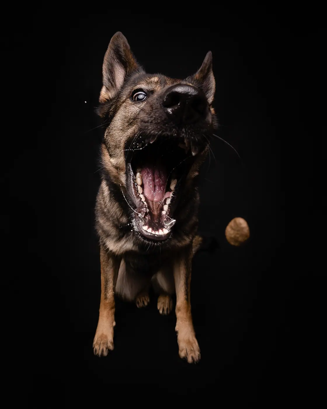 Hundefotografie von Timm Rehmert